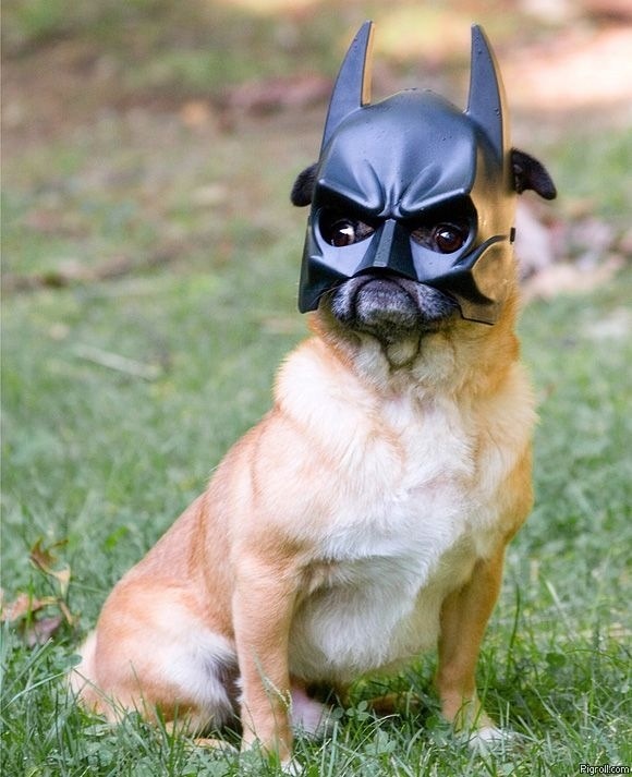 batpug