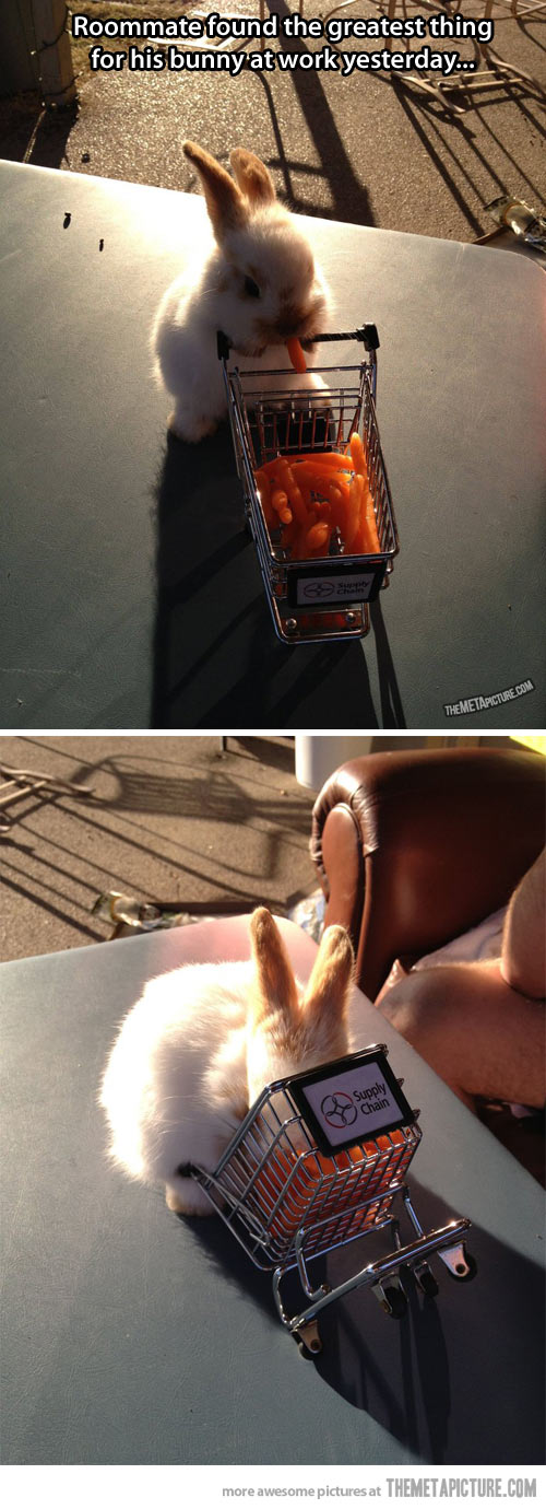 cute-bunny-eating-carrots-shopping-cart