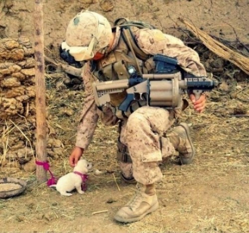 he-s-met-his-match-soldier-puppy-acc082db-sz500x468-animate