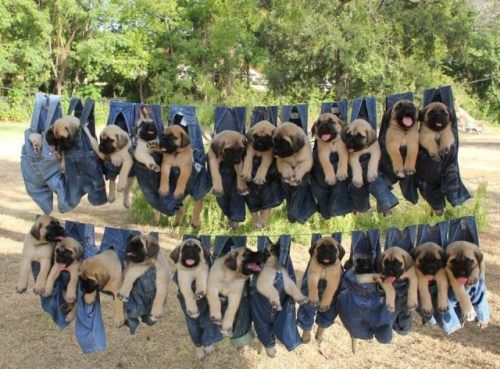 pugs-in-overalls