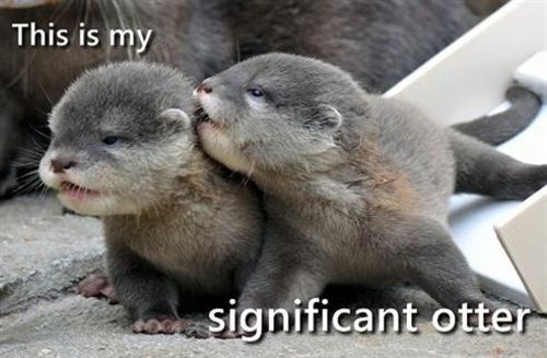 significant-otter