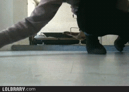 bouncy-kitten