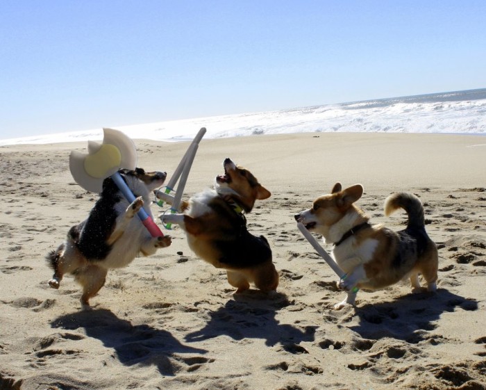 corgi-battle