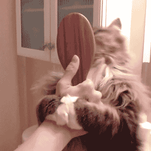 comb-me-human