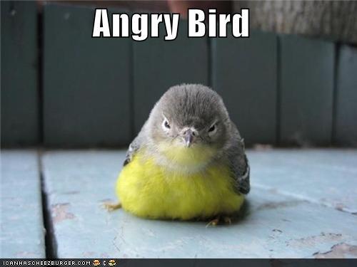 funny-pictures-angry-bird.jpg