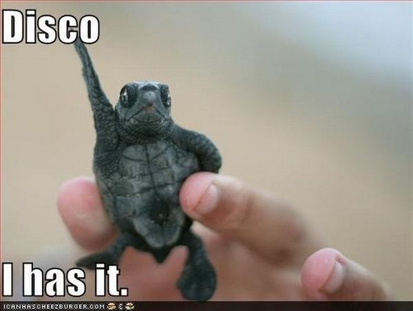 disco-turtle.jpg